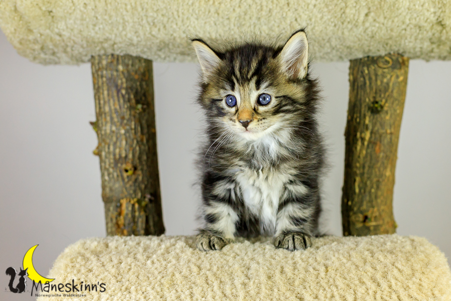 Marvin (34 Tage alt)