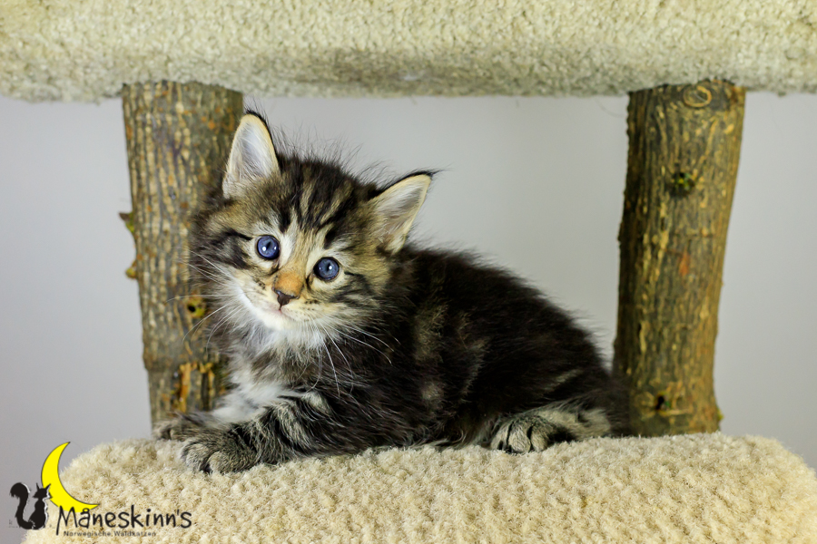 Marvin (34 Tage alt)