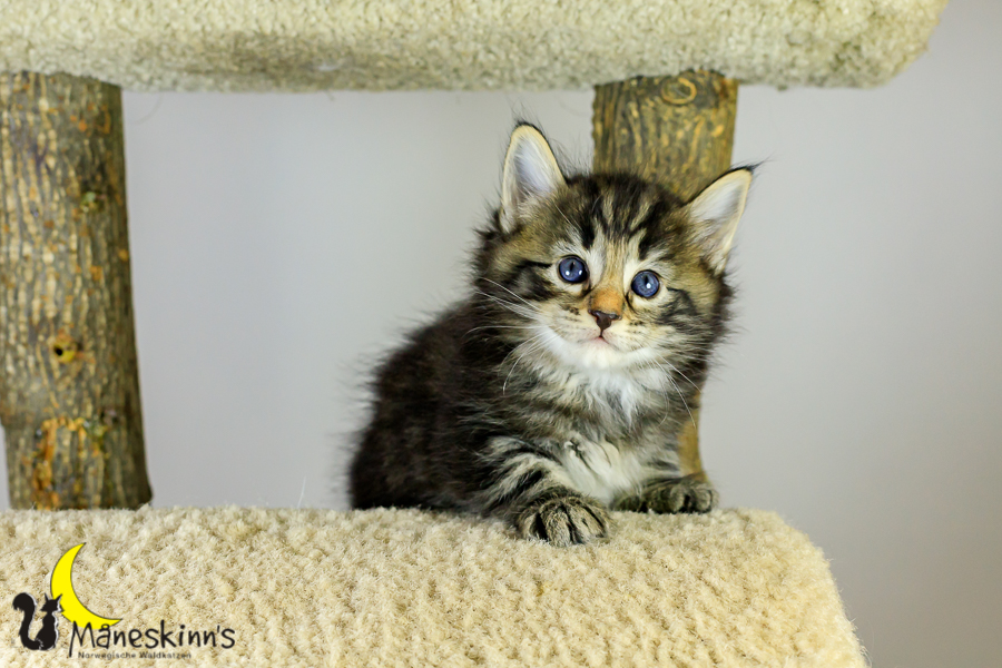 Marvin (34 Tage alt)