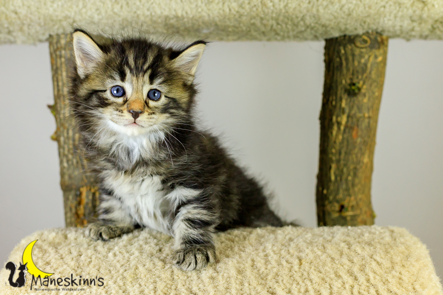 Marvin (34 Tage alt)