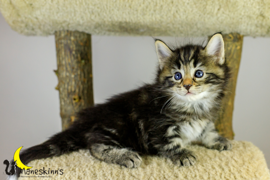 Marvin (34 Tage alt)