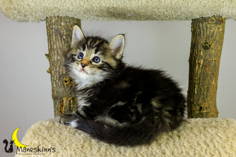 Marvin (34 Tage alt)