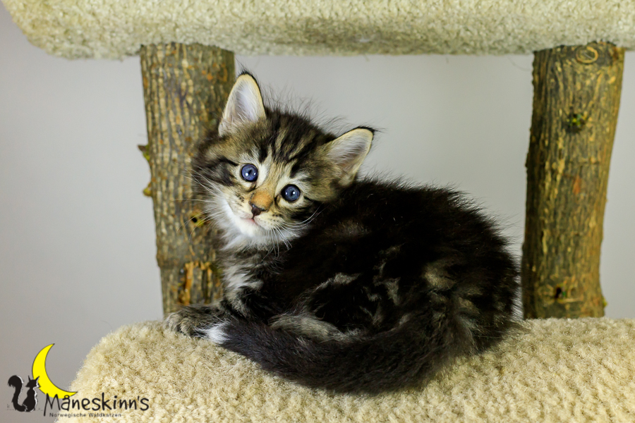 Marvin (34 Tage alt)