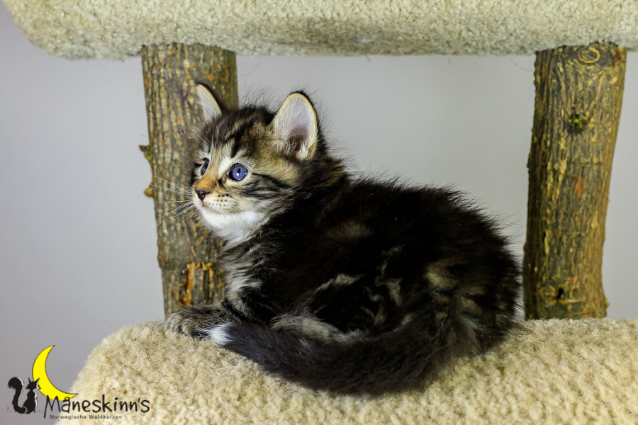 Marvin (34 Tage alt)