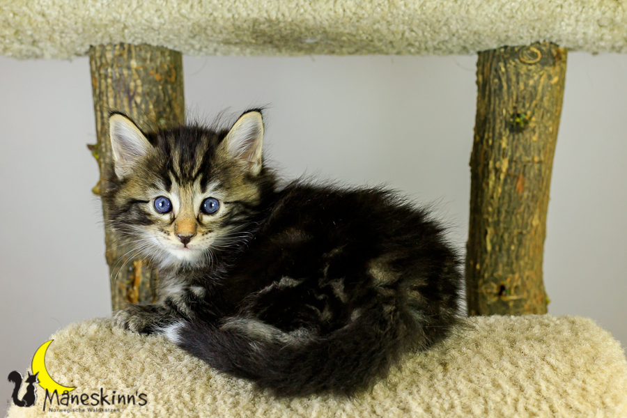 Marvin (34 Tage alt)