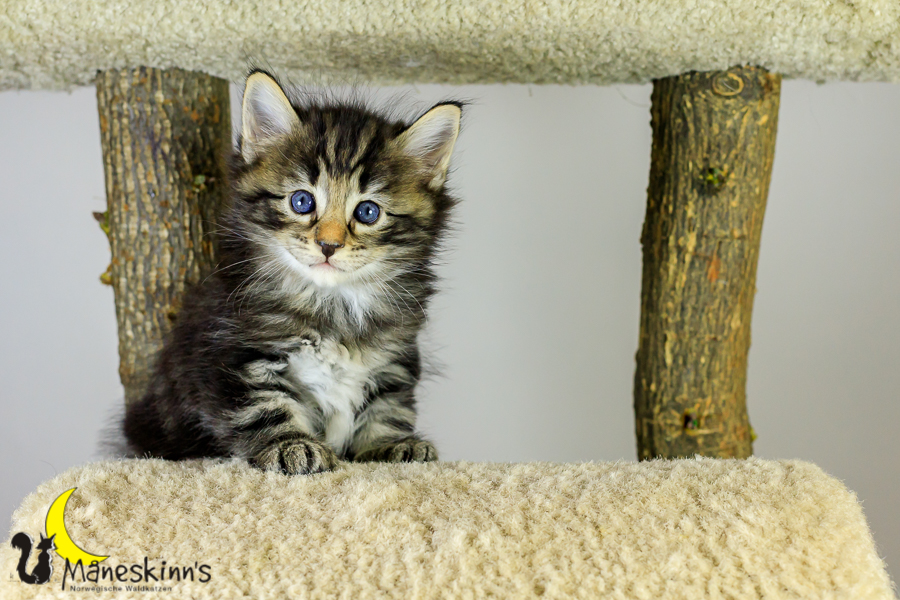 Marvin (34 Tage alt)