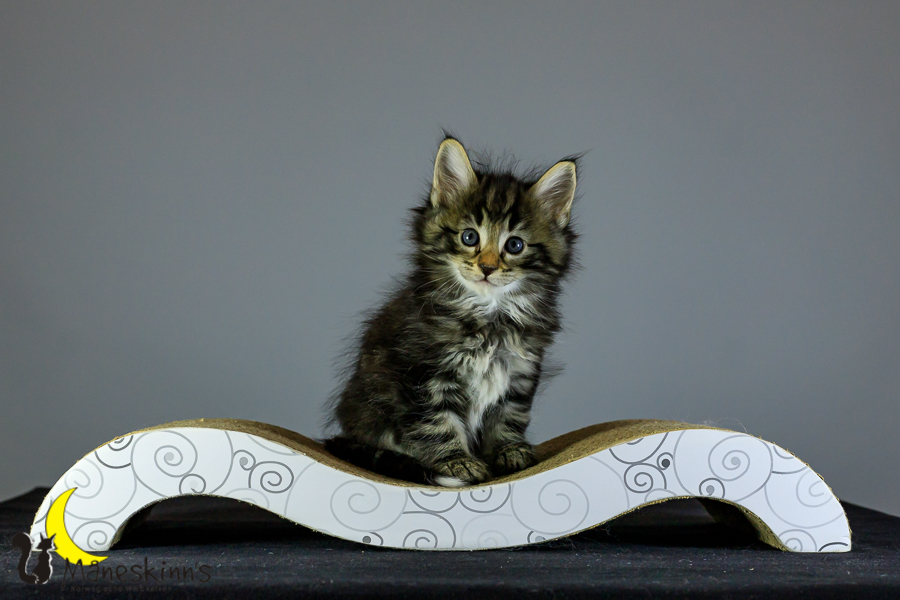 Marvin (41 Tage alt)