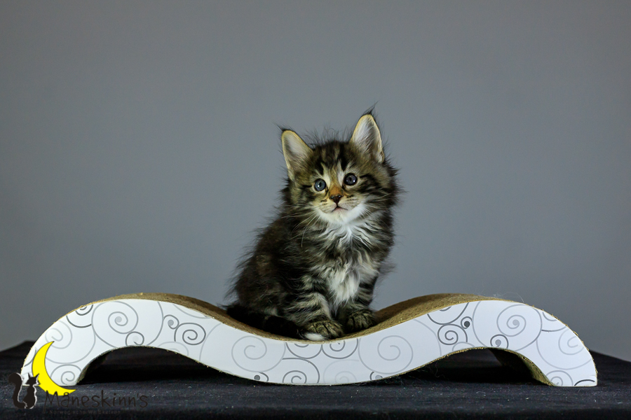 Marvin (41 Tage alt)