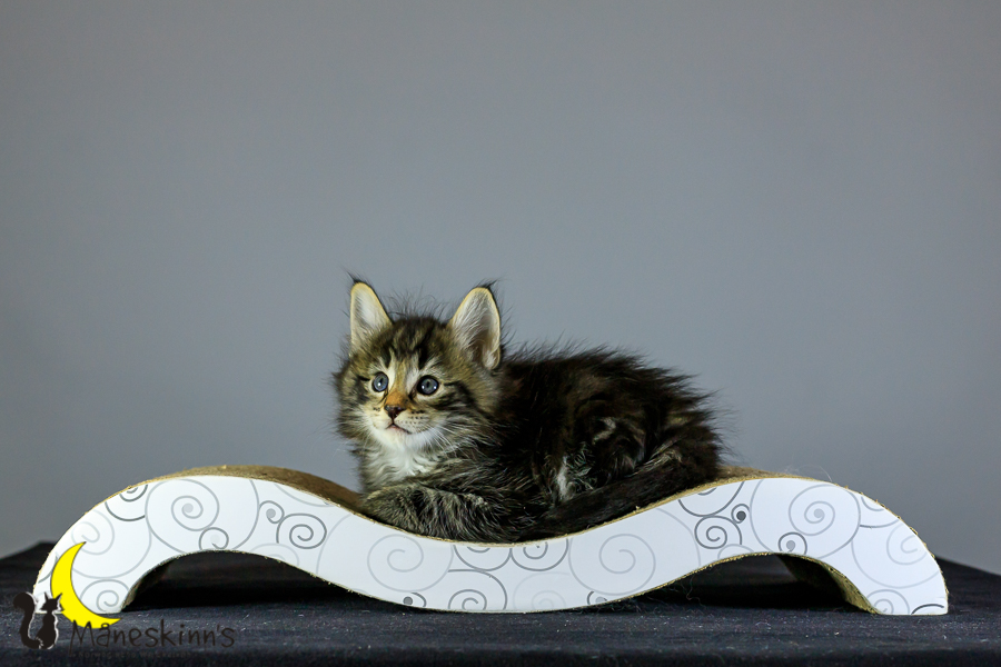 Marvin (41 Tage alt)