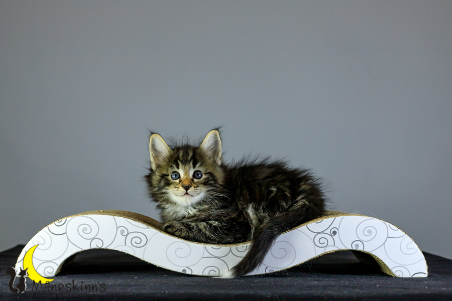 Marvin (41 Tage alt)