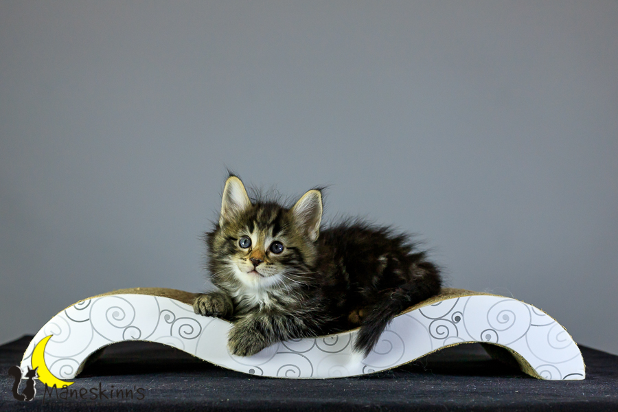 Marvin (41 Tage alt)