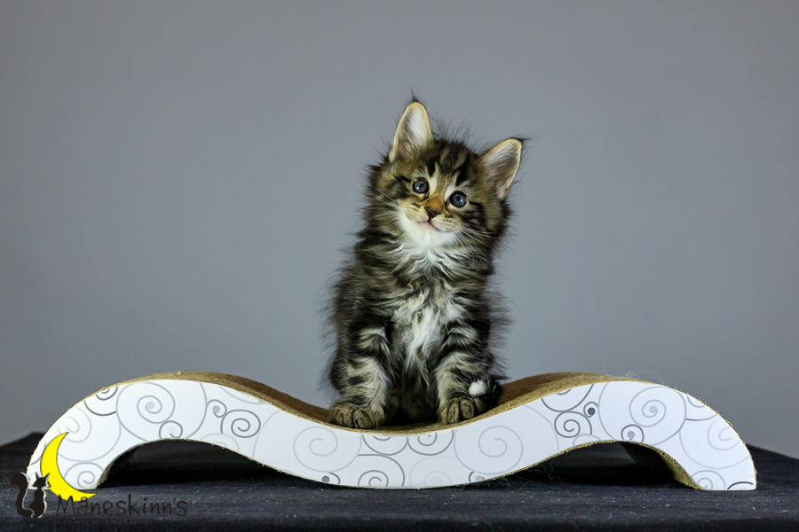 Marvin (41 Tage alt)