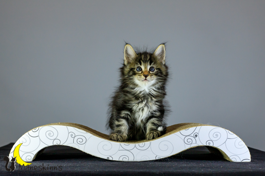 Marvin (41 Tage alt)