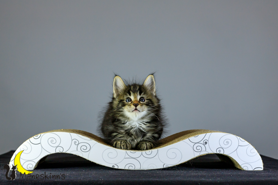 Marvin (41 Tage alt)