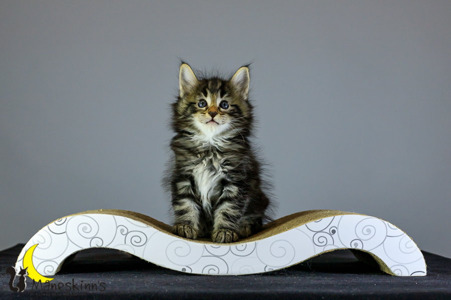 Marvin (41 Tage alt)