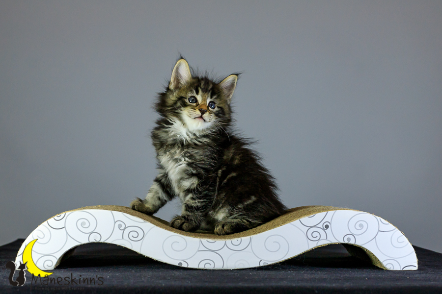 Marvin (41 Tage alt)