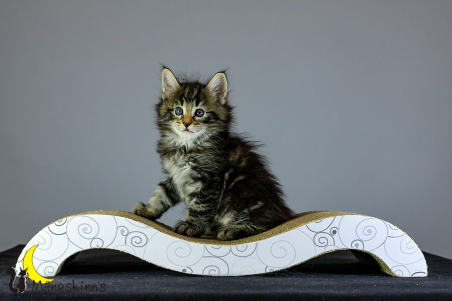 Marvin (41 Tage alt)