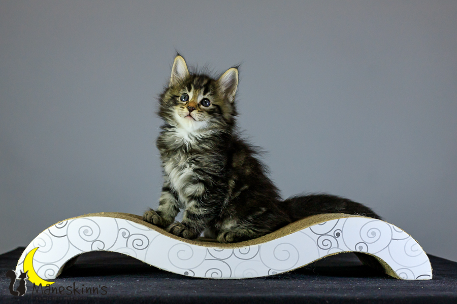 Marvin (41 Tage alt)