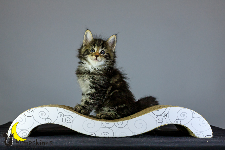 Marvin (41 Tage alt)