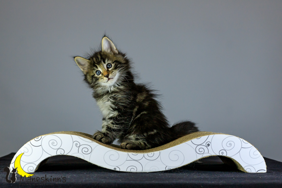 Marvin (41 Tage alt)