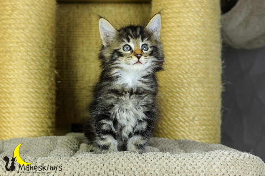 Marvin (48 Tage alt)