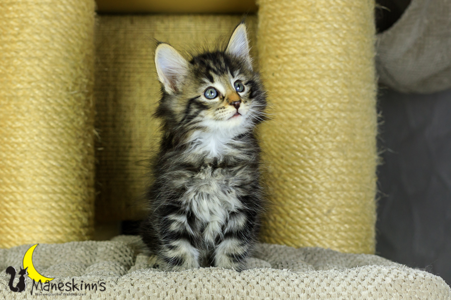 Marvin (48 Tage alt)