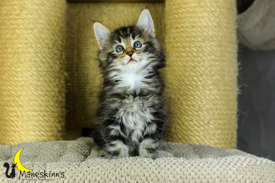 Marvin (48 Tage alt)