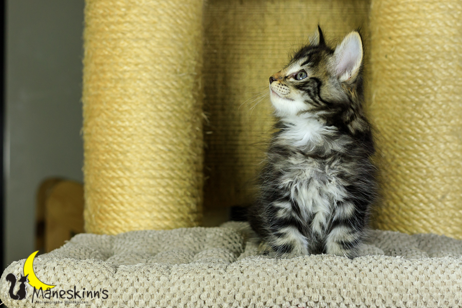 Marvin (48 Tage alt)