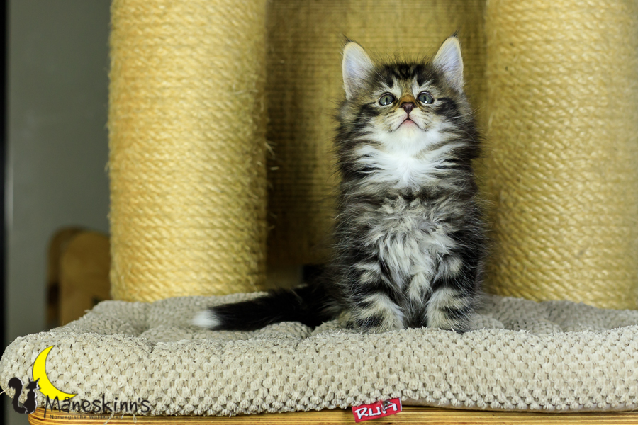 Marvin (48 Tage alt)