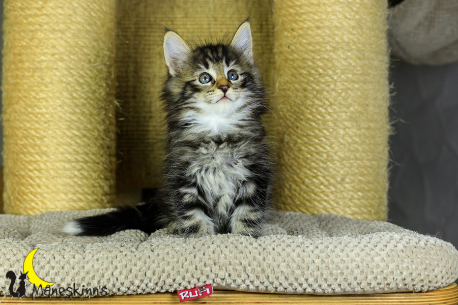 Marvin (48 Tage alt)