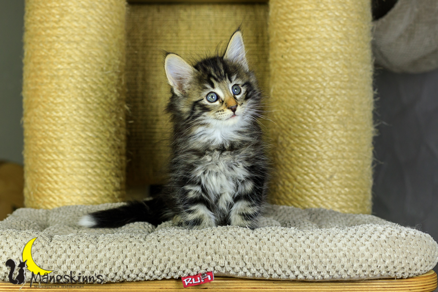 Marvin (48 Tage alt)