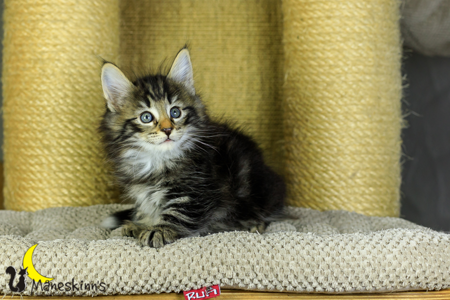 Marvin (48 Tage alt)