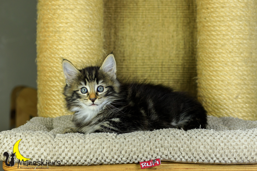 Marvin (48 Tage alt)