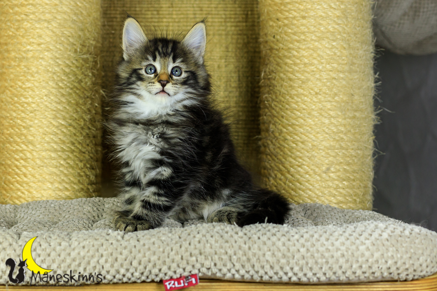 Marvin (48 Tage alt)