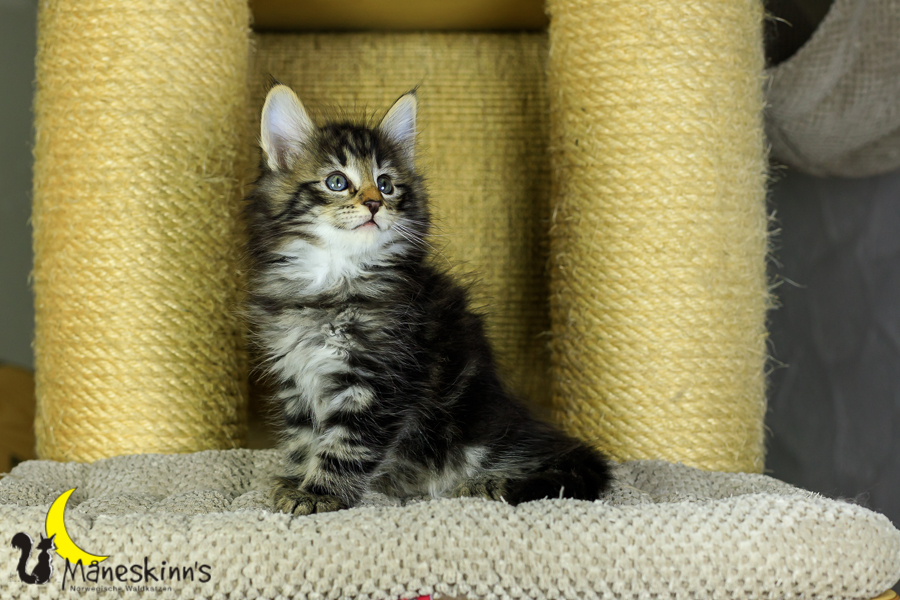 Marvin (48 Tage alt)