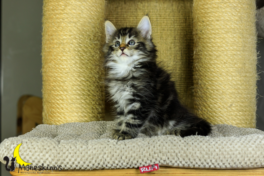 Marvin (48 Tage alt)