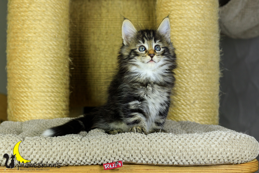 Marvin (48 Tage alt)