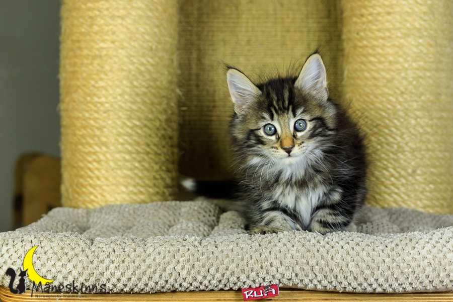 Marvin (48 Tage alt)