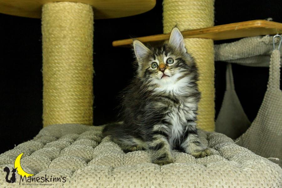 Marvin (56 Tage alt)