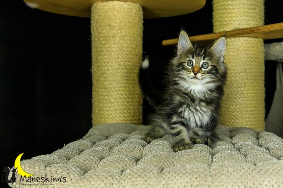 Marvin (56 Tage alt)