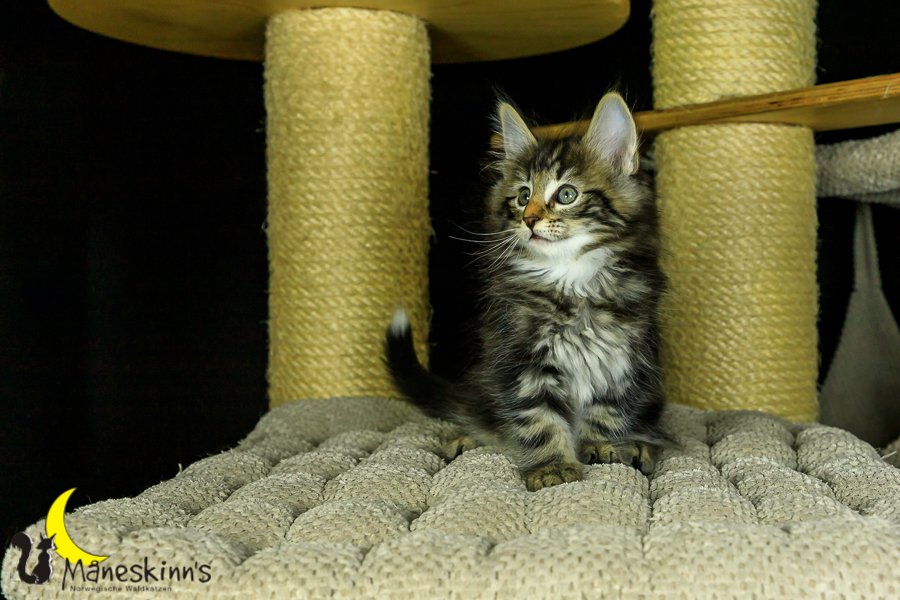 Marvin (56 Tage alt)