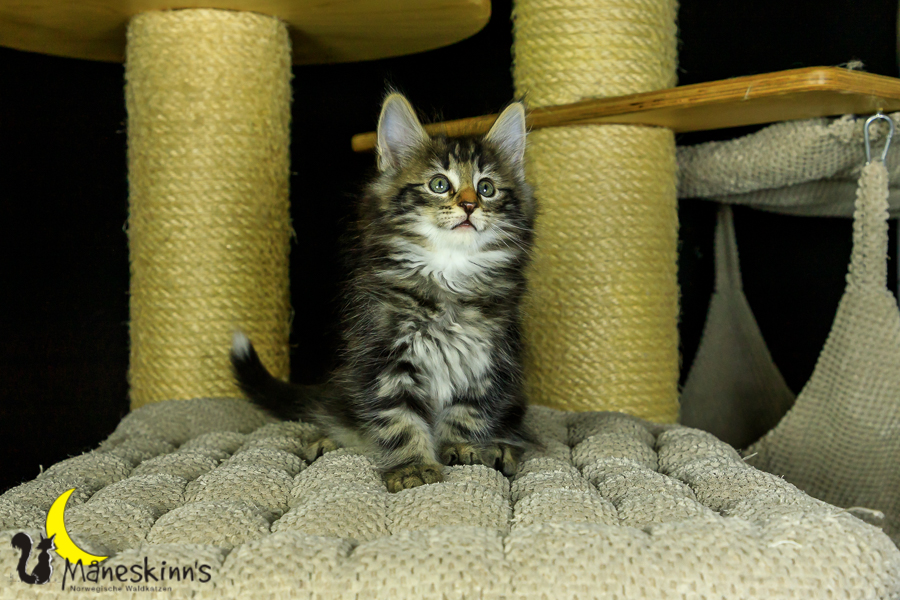 Marvin (56 Tage alt)