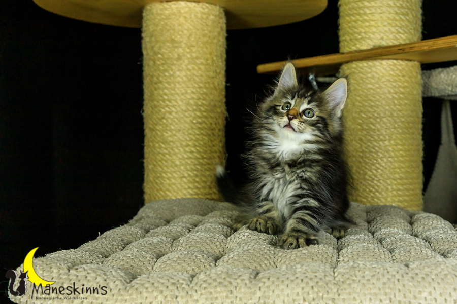 Marvin (56 Tage alt)