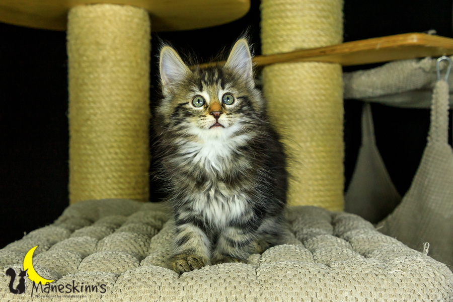 Marvin (56 Tage alt)