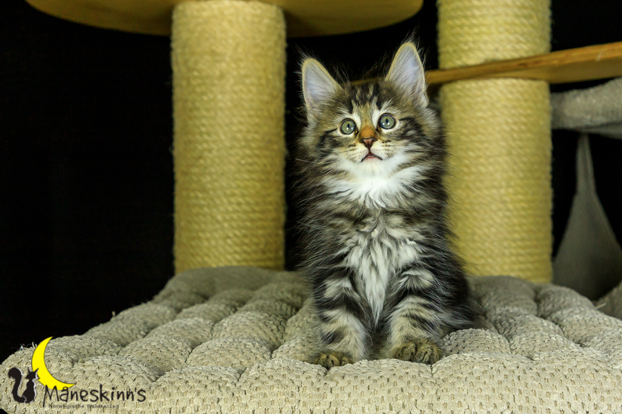 Marvin (56 Tage alt)