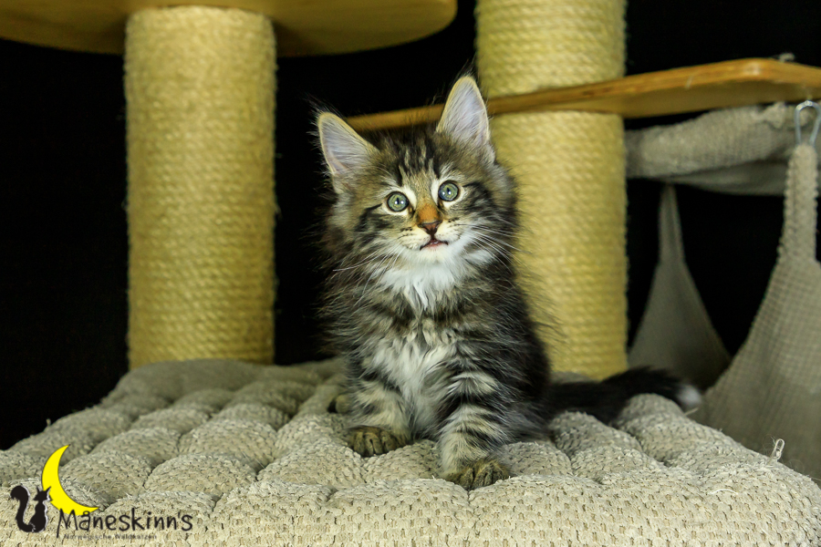 Marvin (56 Tage alt)