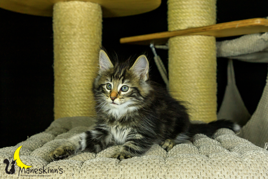 Marvin (56 Tage alt)