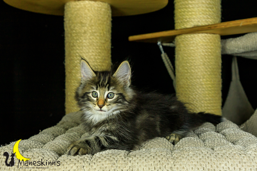 Marvin (56 Tage alt)