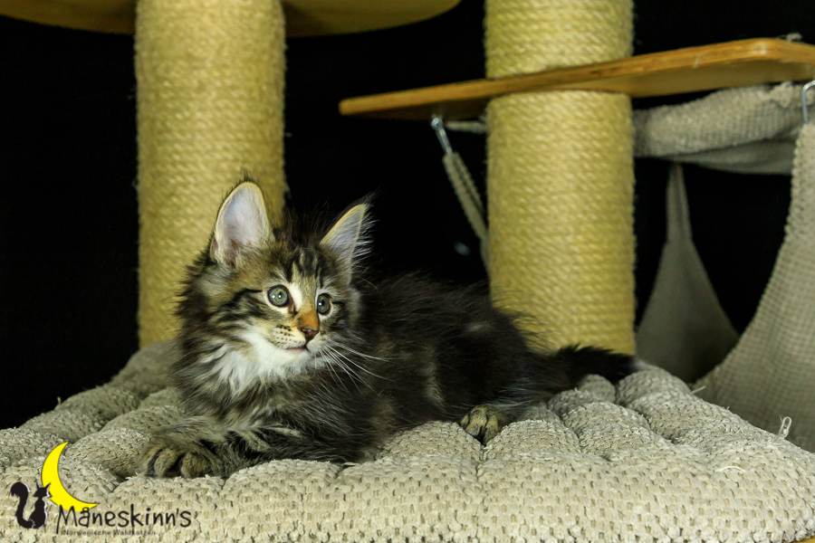 Marvin (56 Tage alt)