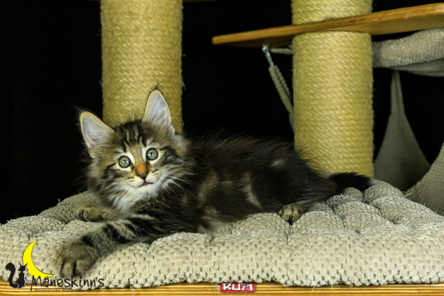 Marvin (56 Tage alt)